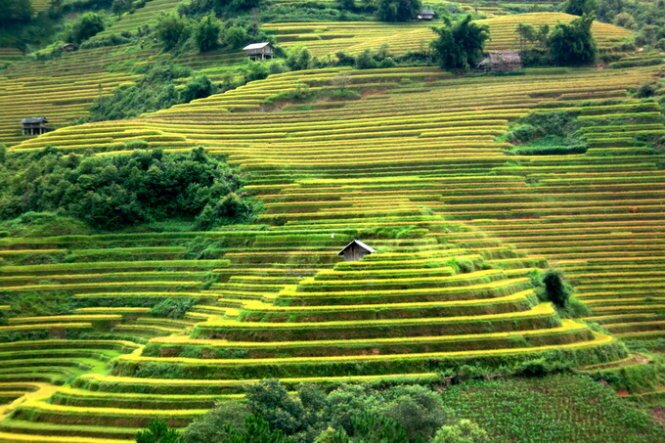 Sổ tay du lịch so tay du lich Sotaydulich Sotay Dulich Khampha Kham Pha Bui Mùa vàng Mù Cang Chải