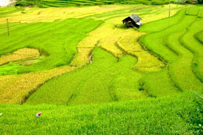 Sổ tay du lịch so tay du lich Sotaydulich Sotay Dulich Khampha Kham Pha Bui Mùa vàng Mù Cang Chải