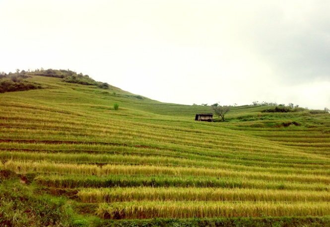 Sổ tay du lịch so tay du lich Sotaydulich Sotay Dulich Khampha Kham Pha Bui Mùa vàng Mù Cang Chải