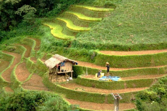 Sổ tay du lịch so tay du lich Sotaydulich Sotay Dulich Khampha Kham Pha Bui Mùa vàng Mù Cang Chải