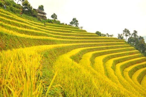 Sổ tay du lịch so tay du lich Sotaydulich Sotay Dulich Khampha Kham Pha Bui Mù Cang Chải thôi miên du khách mùa lúa chín