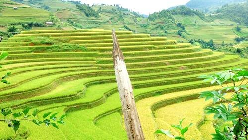 Sổ tay du lịch so tay du lich Sotaydulich Sotay Dulich Khampha Kham Pha Bui Mù Cang Chải thôi miên du khách mùa lúa chín