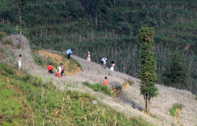 Sổ tay du lịch so tay du lich Sotaydulich Sotay Dulich Khampha Kham Pha Bui Xín Mần mùa hoa tam giác mạch