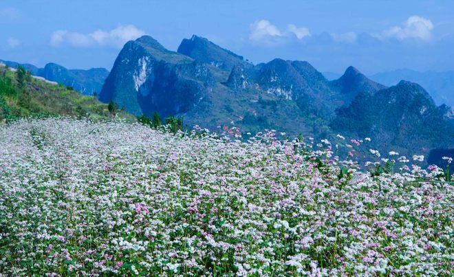 Sổ tay du lịch so tay du lich Sotaydulich Sotay Dulich Khampha Kham Pha Bui “Giấc mơ màu hồng” mang tên tam giác mạch