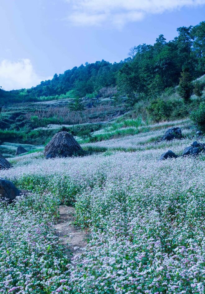 Sổ tay du lịch so tay du lich Sotaydulich Sotay Dulich Khampha Kham Pha Bui “Giấc mơ màu hồng” mang tên tam giác mạch