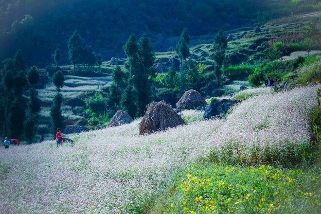 Sổ tay du lịch so tay du lich Sotaydulich Sotay Dulich Khampha Kham Pha Bui “Giấc mơ màu hồng” mang tên tam giác mạch