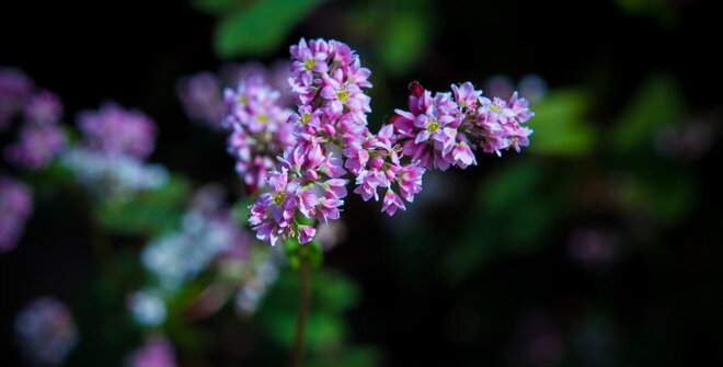 Sổ tay du lịch so tay du lich Sotaydulich Sotay Dulich Khampha Kham Pha Bui “Giấc mơ màu hồng” mang tên tam giác mạch