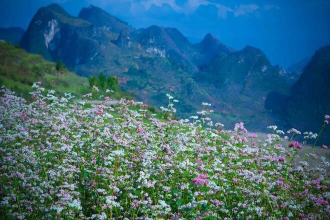 Sổ tay du lịch so tay du lich Sotaydulich Sotay Dulich Khampha Kham Pha Bui “Giấc mơ màu hồng” mang tên tam giác mạch