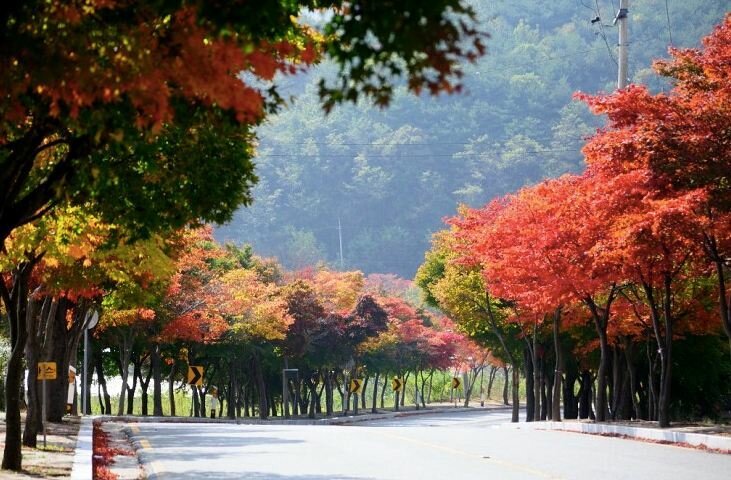 Sổ tay du lịch so tay du lich Sotaydulich Sotay Dulich Khampha Kham Pha Bui Con đường mùa thu tuyệt đẹp dưới chân núi Palgong