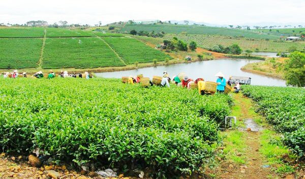 Sổ tay du lịch so tay du lich Sotaydulich Sotay Dulich Khampha Kham Pha Bui Thưởng trà và đón đông tại xứ trà Bảo Lộc