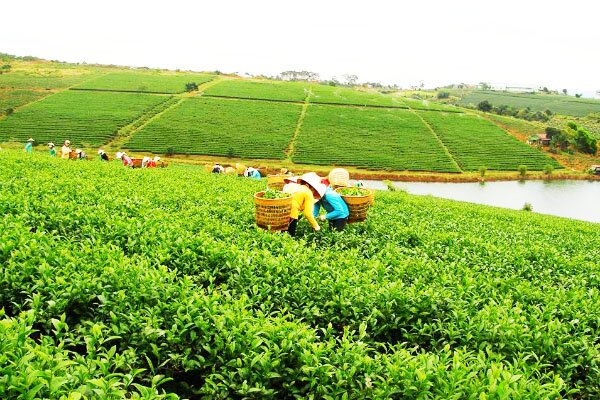 Sổ tay du lịch so tay du lich Sotaydulich Sotay Dulich Khampha Kham Pha Bui Thưởng trà và đón đông tại xứ trà Bảo Lộc