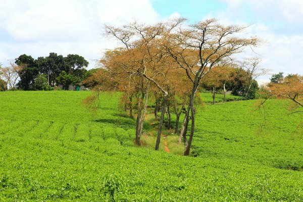 Sổ tay du lịch so tay du lich Sotaydulich Sotay Dulich Khampha Kham Pha Bui Thưởng trà và đón đông tại xứ trà Bảo Lộc