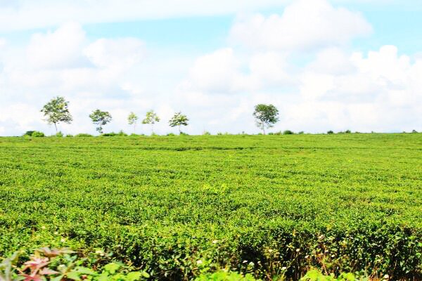 Sổ tay du lịch so tay du lich Sotaydulich Sotay Dulich Khampha Kham Pha Bui Thưởng trà và đón đông tại xứ trà Bảo Lộc