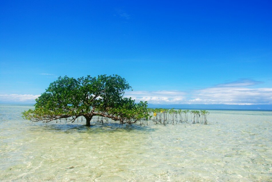 Sổ tay du lịch so tay du lich Sotaydulich Sotay Dulich Khampha Kham Pha Bui Thiên đường biển xanh ở Bohol