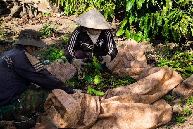 Sổ tay du lịch so tay du lich Sotaydulich Sotay Dulich Khampha Kham Pha Bui Đến Tây Nguyên mùa thu hoạch cà phê