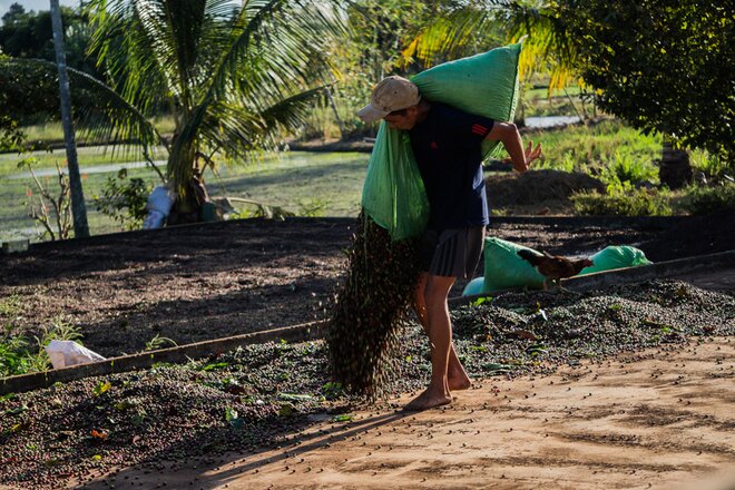 Sổ tay du lịch so tay du lich Sotaydulich Sotay Dulich Khampha Kham Pha Bui Đến Tây Nguyên mùa thu hoạch cà phê