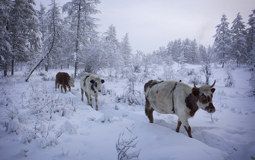 Sổ tay du lịch so tay du lich Sotaydulich Sotay Dulich Khampha Kham Pha Bui Thăm lại ngôi làng Oymyakon lạnh nhất hành tinh