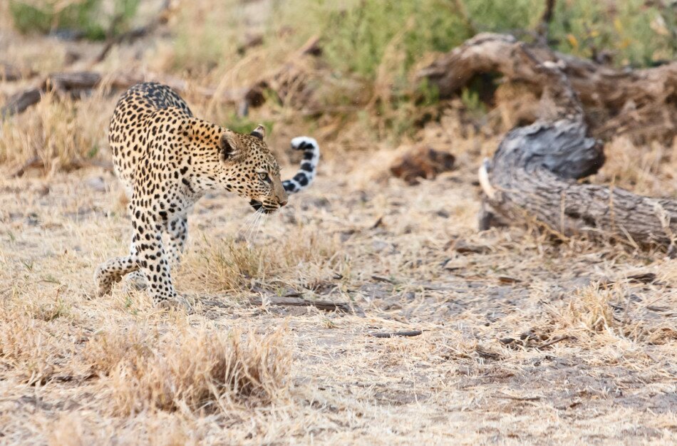 Sổ tay du lịch so tay du lich Sotaydulich Sotay Dulich Khampha Kham Pha Bui Hoang dã Botswana