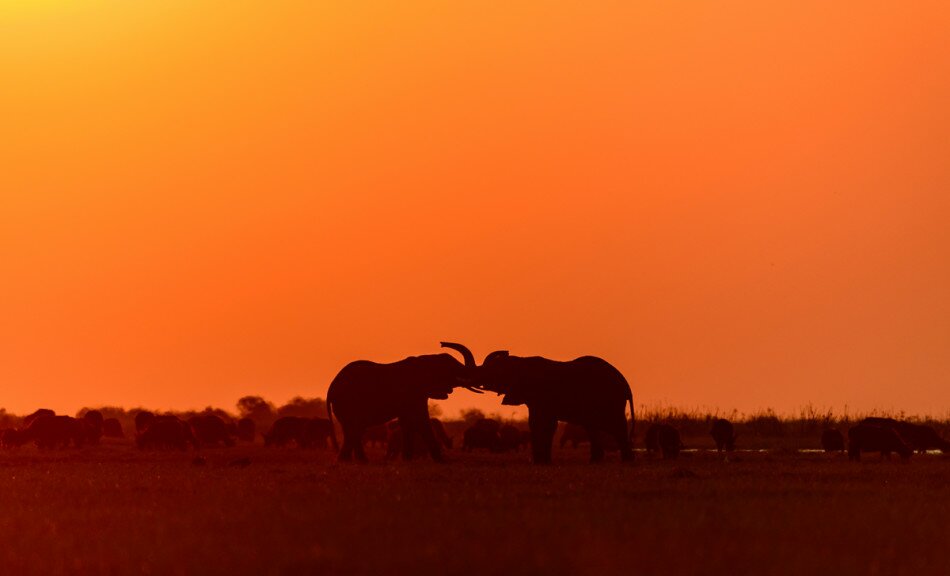 Sổ tay du lịch so tay du lich Sotaydulich Sotay Dulich Khampha Kham Pha Bui Hoang dã Botswana