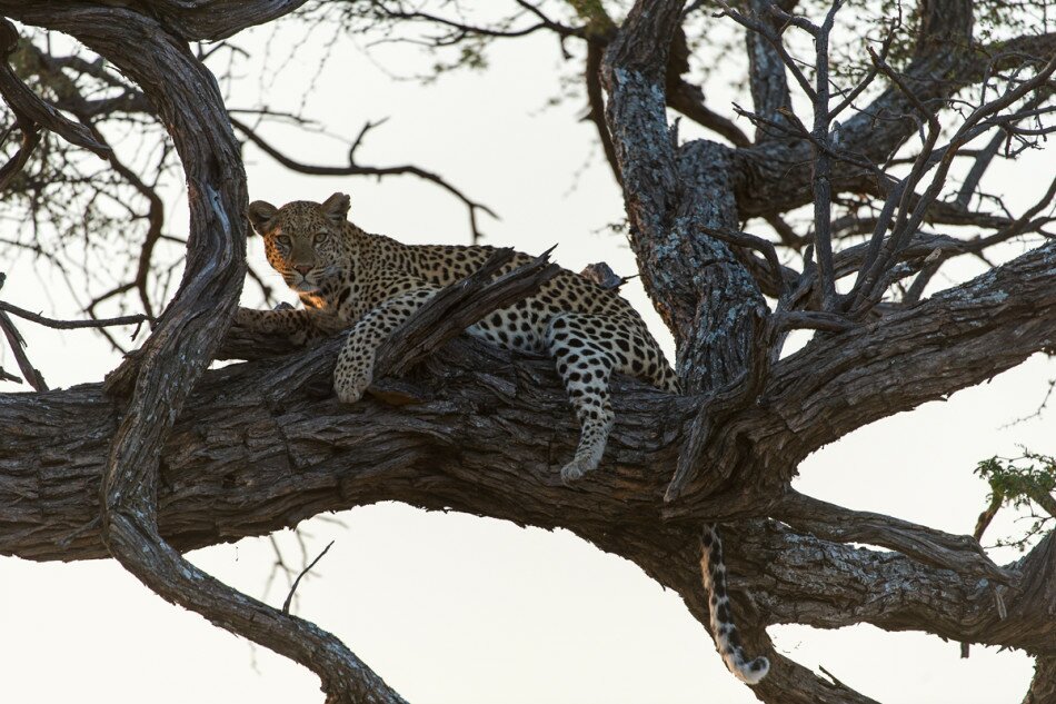 Sổ tay du lịch so tay du lich Sotaydulich Sotay Dulich Khampha Kham Pha Bui Hoang dã Botswana