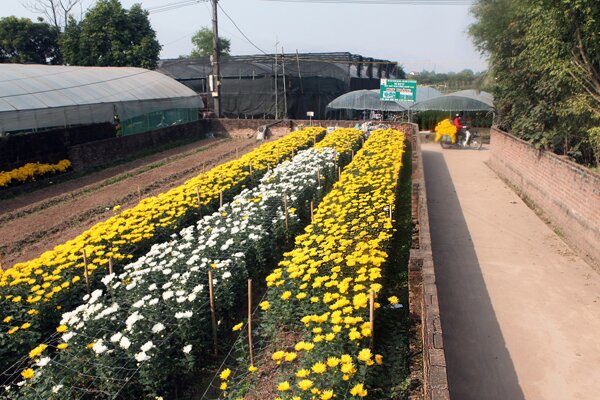 Sổ tay du lịch so tay du lich Sotaydulich Sotay Dulich Khampha Kham Pha Bui Đi thăm 5 làng hoa nổi tiếng dịp giáp Tết