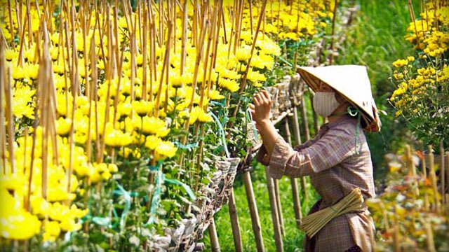 Sổ tay du lịch so tay du lich Sotaydulich Sotay Dulich Khampha Kham Pha Bui 5 điểm ngắm hoa Tết đẹp nhất miền Tây