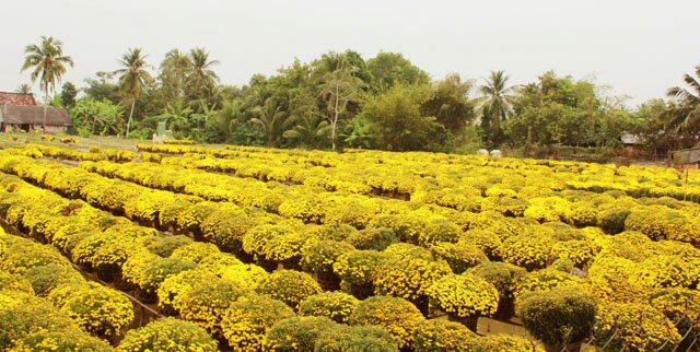 Sổ tay du lịch so tay du lich Sotaydulich Sotay Dulich Khampha Kham Pha Bui Rực rỡ sắc xuân làng hoa Tân Quy Đông