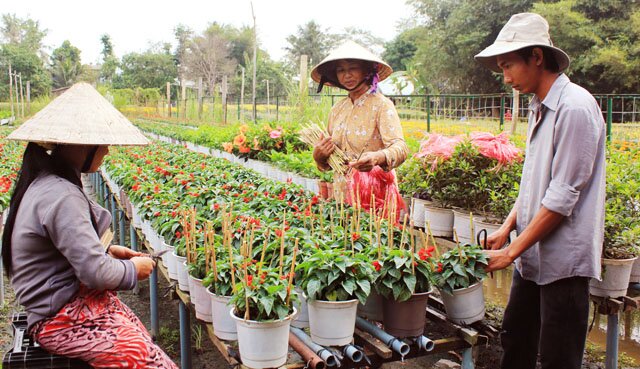 Sổ tay du lịch so tay du lich Sotaydulich Sotay Dulich Khampha Kham Pha Bui Rực rỡ sắc xuân làng hoa Tân Quy Đông