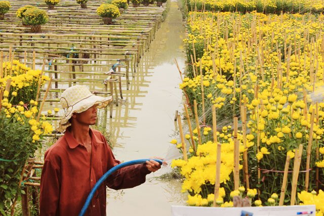 Sổ tay du lịch so tay du lich Sotaydulich Sotay Dulich Khampha Kham Pha Bui Rực rỡ sắc xuân làng hoa Tân Quy Đông