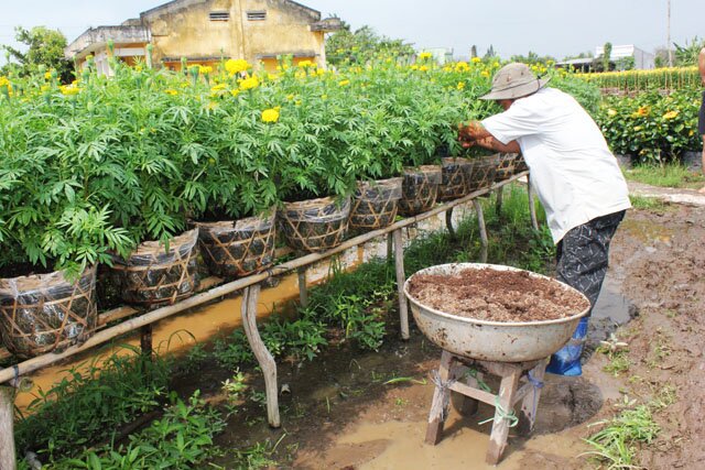 Sổ tay du lịch so tay du lich Sotaydulich Sotay Dulich Khampha Kham Pha Bui Rực rỡ sắc xuân làng hoa Tân Quy Đông