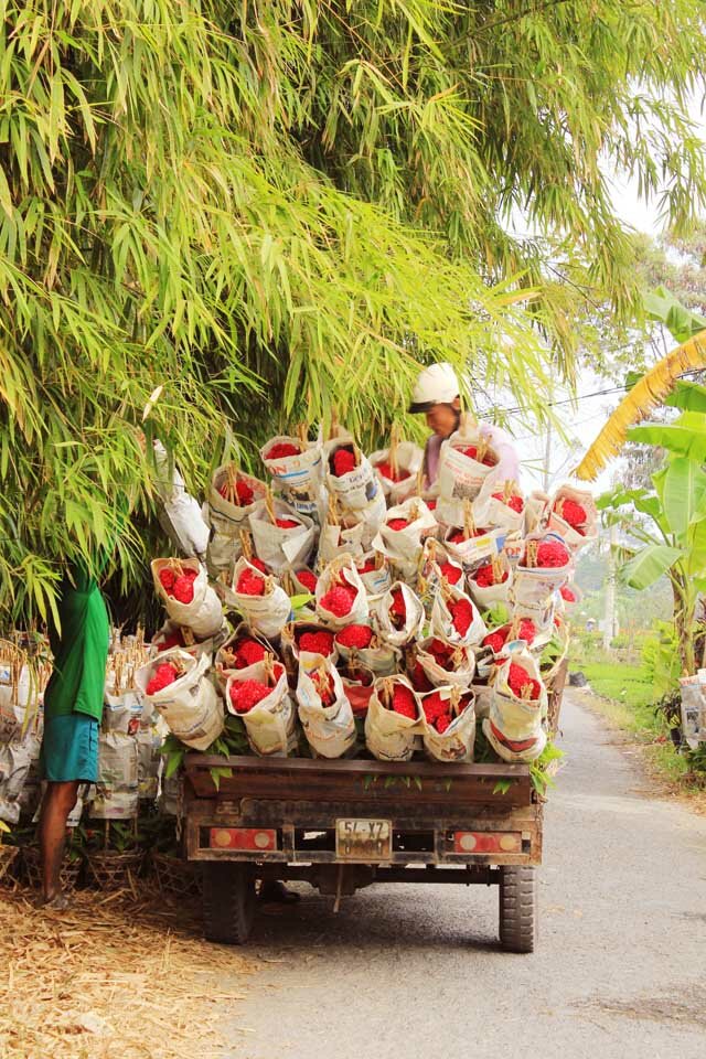 Sổ tay du lịch so tay du lich Sotaydulich Sotay Dulich Khampha Kham Pha Bui Rực rỡ sắc xuân làng hoa Tân Quy Đông