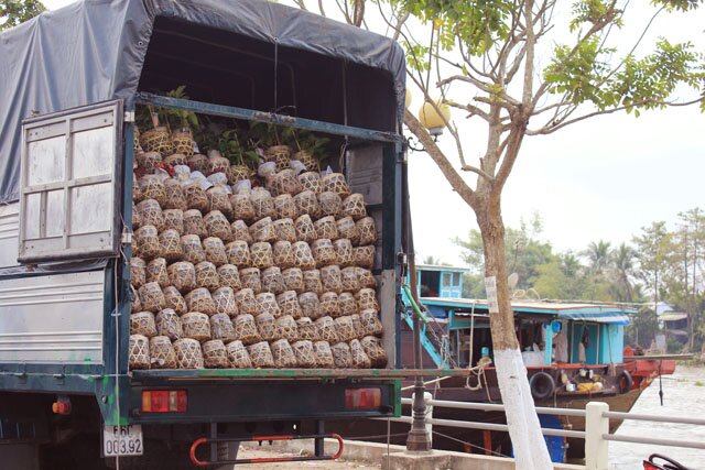 Sổ tay du lịch so tay du lich Sotaydulich Sotay Dulich Khampha Kham Pha Bui Rực rỡ sắc xuân làng hoa Tân Quy Đông