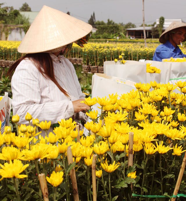 Sổ tay du lịch so tay du lich Sotaydulich Sotay Dulich Khampha Kham Pha Bui Rực rỡ sắc xuân làng hoa Tân Quy Đông