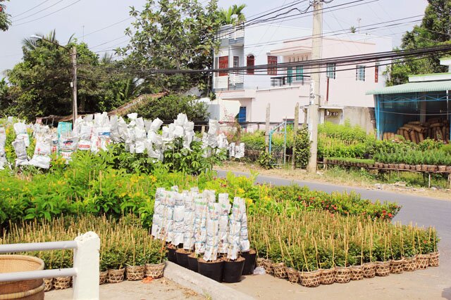 Sổ tay du lịch so tay du lich Sotaydulich Sotay Dulich Khampha Kham Pha Bui Rực rỡ sắc xuân làng hoa Tân Quy Đông