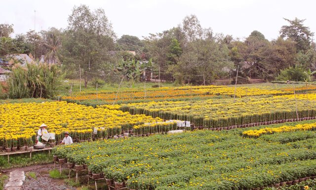 Sổ tay du lịch so tay du lich Sotaydulich Sotay Dulich Khampha Kham Pha Bui Rực rỡ sắc xuân làng hoa Tân Quy Đông