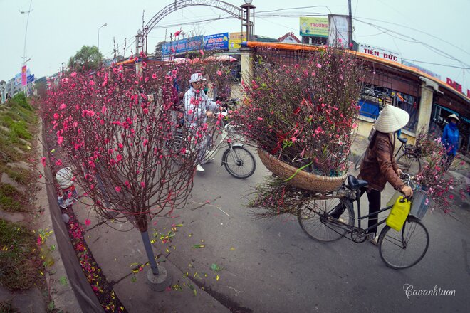 Sổ tay du lịch so tay du lich Sotaydulich Sotay Dulich Khampha Kham Pha Bui Chợ hoa đào Quảng Bá nhộn nhịp ngày giáp Tết