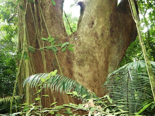 Sổ tay du lịch so tay du lich Sotaydulich Sotay Dulich Khampha Kham Pha Bui Ngu o rung Cuc Phuong