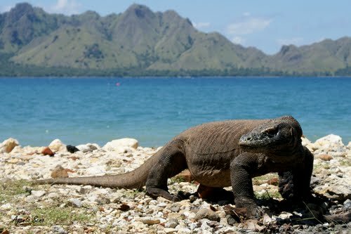 Sổ tay du lịch so tay du lich Sotaydulich Sotay Dulich Khampha Kham Pha Bui Dao Komodo xu so cua rong