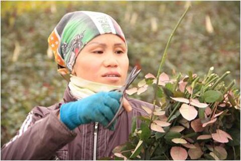 Sổ tay du lịch so tay du lich Sotaydulich Sotay Dulich Khampha Kham Pha Bui Hoa Me Linh don Tet