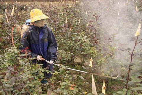 Sổ tay du lịch so tay du lich Sotaydulich Sotay Dulich Khampha Kham Pha Bui Hoa Me Linh don Tet