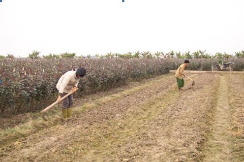 Sổ tay du lịch so tay du lich Sotaydulich Sotay Dulich Khampha Kham Pha Bui Hoa Me Linh don Tet