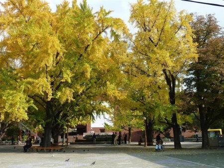 Seoul Korean Sotaydulich autum mùa thu muathu