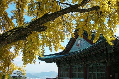 Seoul Korean Sotaydulich autum mùa thu muathu