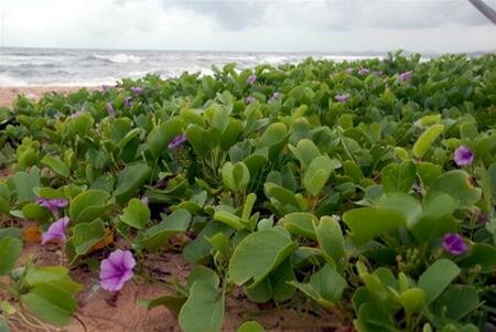 Sotaydulich Sotay Dulich Khampha Kham Pha Bui Phu Quoc Ve dep hoang so