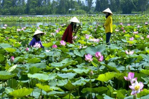 Sotaydulich Sotay Dulich Khampha Kham Pha Bui mua sen ve voi Dong Thap Muoi