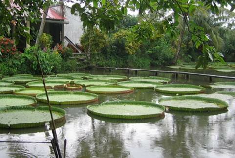 Sotaydulich Sotay Dulich Khampha Kham Pha Bui mua sen ve voi Dong Thap Muoi