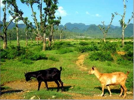 Sotaydulich Sotay Dulich Khampha Kham Pha Bui Rung Cuc Phuong