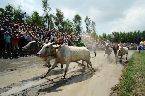 độc đáo Lễ hội đua bò; doc dao Le hoi dua bo;sotaydulich