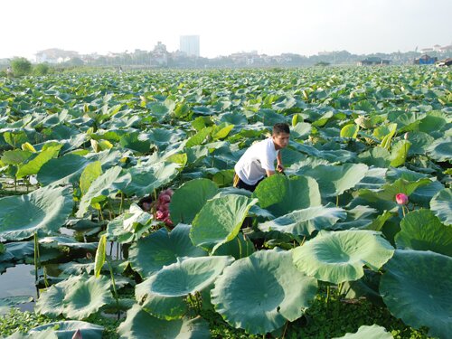 Sổ tay du lịch so tay du lich Sotaydulich Sotay Dulich Khampha Kham Pha Bui Huyền thoại hồ Hà Nội