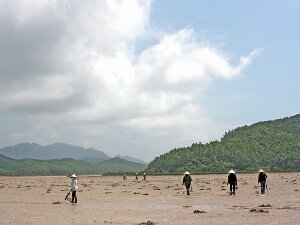 Săn sá sùng trên bãi biển Minh Châu